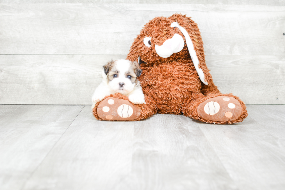 Teddy Bear Pup Being Cute