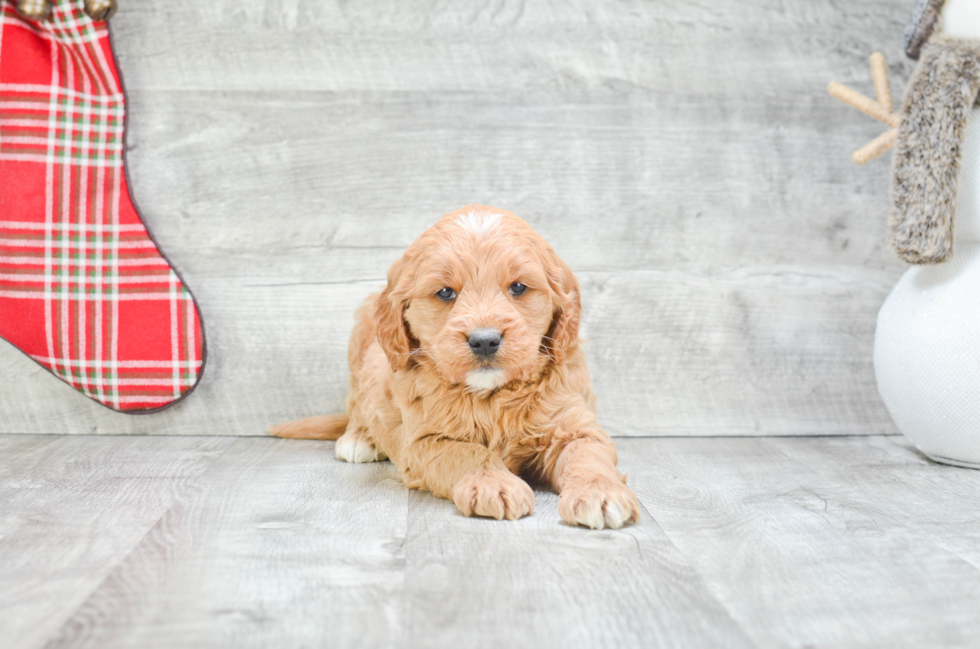 Mini Goldendoodle Puppy for Adoption