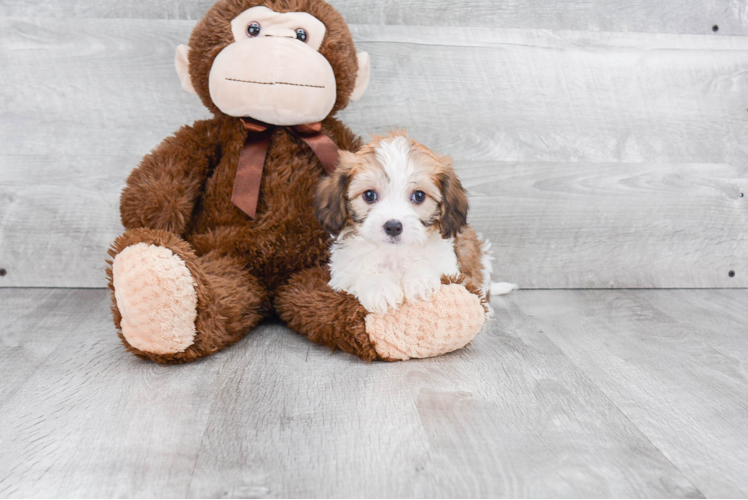 Adorable Cavalier Designer Puppy