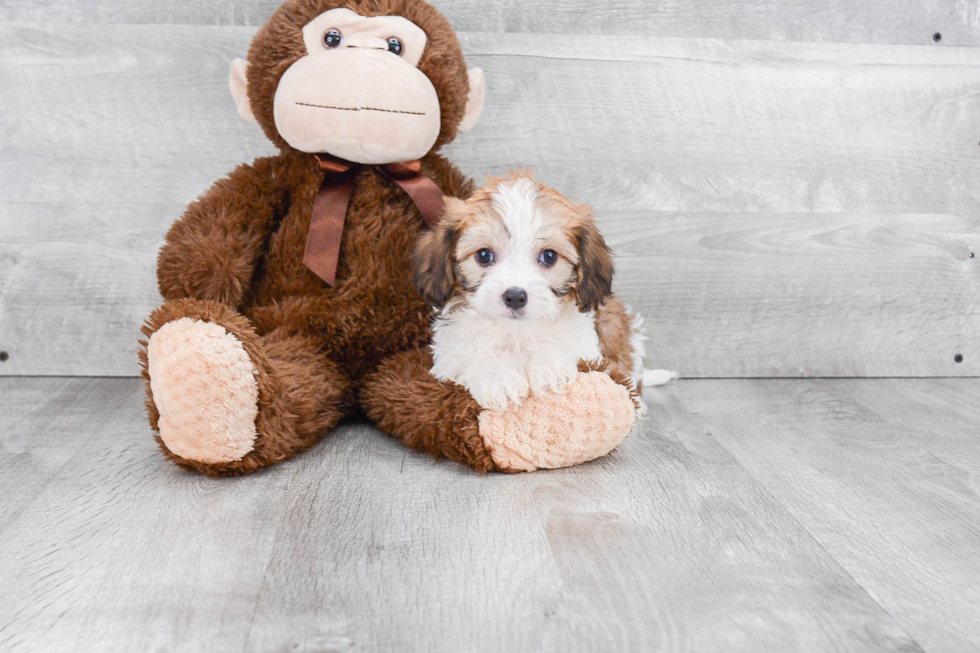 Adorable Cavalier Designer Puppy