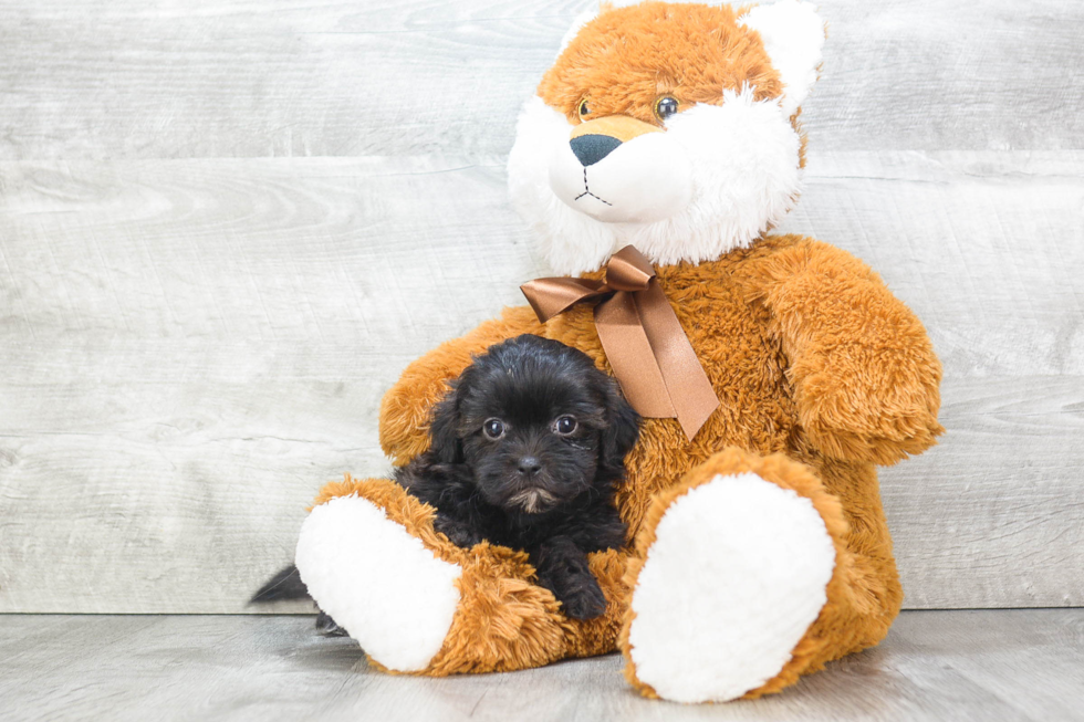 Teddy Bear Puppy for Adoption