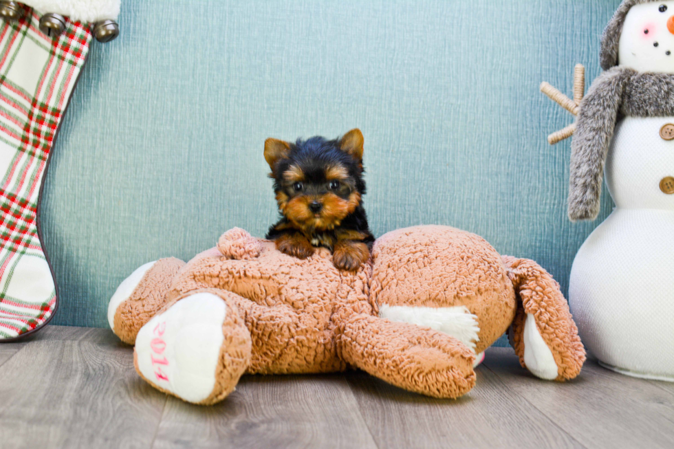 Meet Miss Perfection - our Yorkshire Terrier Puppy Photo 