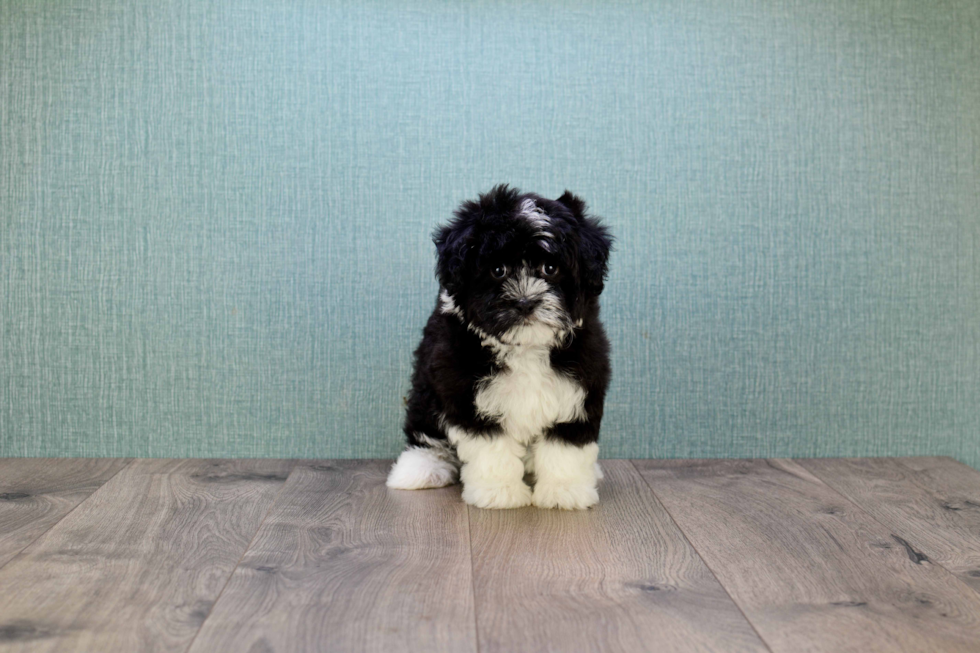 Havanese Pup Being Cute