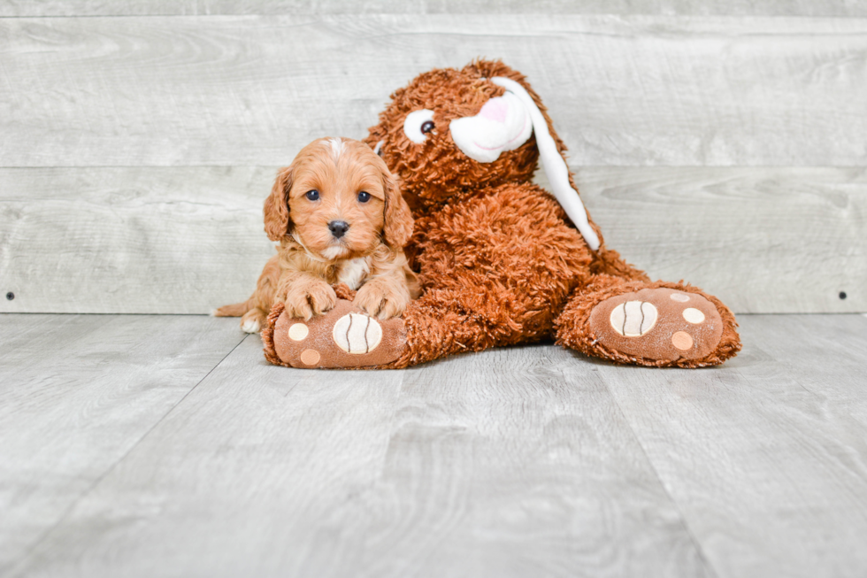 Popular Cavapoo Poodle Mix Pup