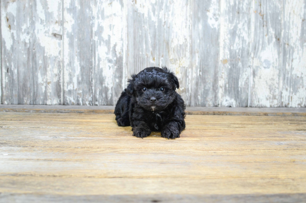 Maltipoo Pup Being Cute