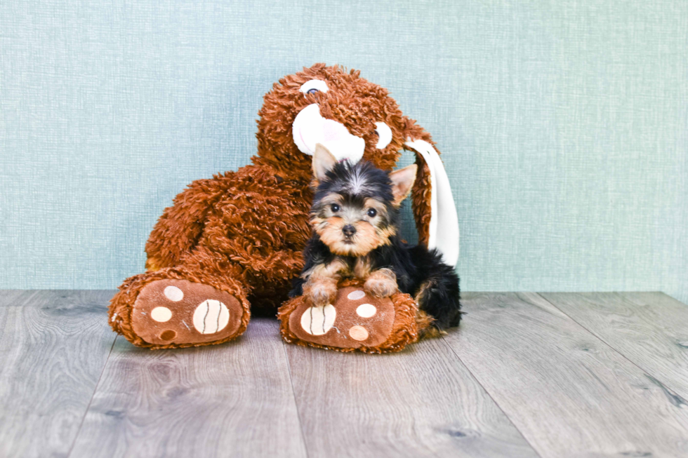 Meet Tinkerbell - our Yorkshire Terrier Puppy Photo 