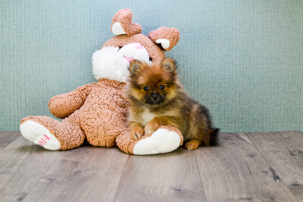 Best Pomeranian Baby