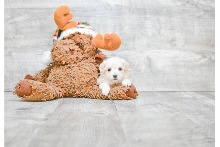 Energetic Maltese Poodle Poodle Mix Puppy