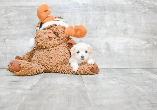 Energetic Maltese Poodle Poodle Mix Puppy