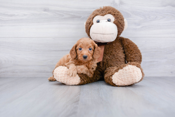 Mini Goldendoodle Pup Being Cute