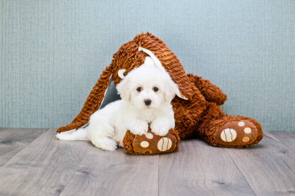 Maltipoo Puppy for Adoption