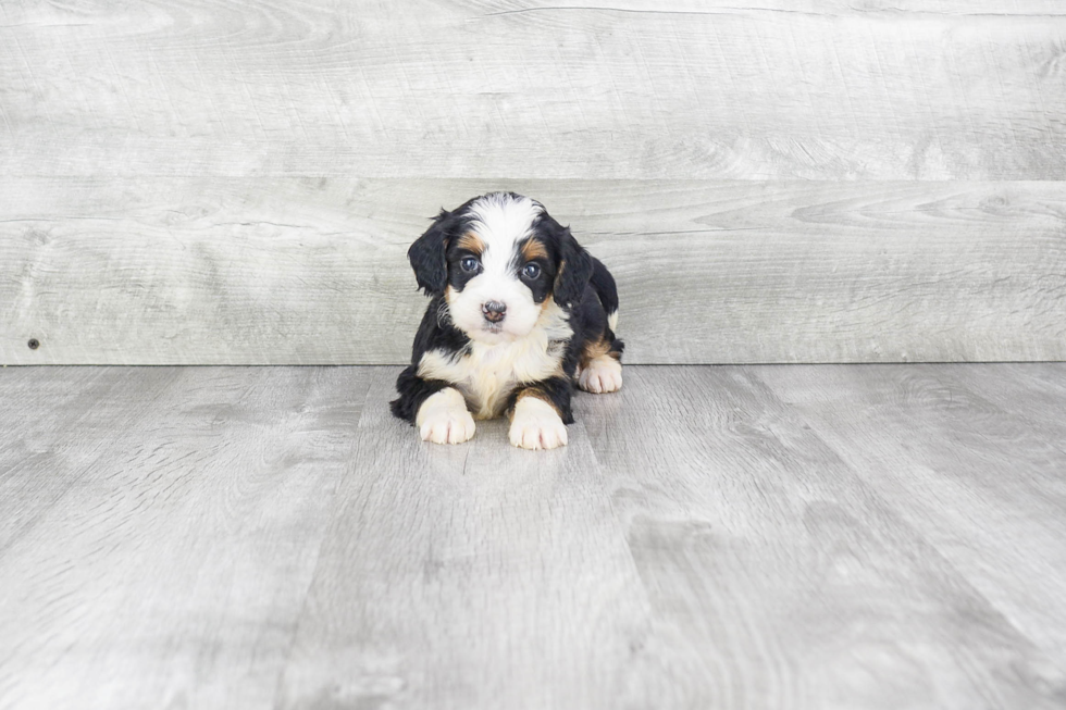 Best Mini Bernedoodle Baby