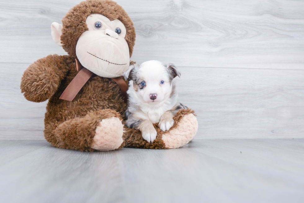 Akc Registered Mini Aussie Purebred Pup