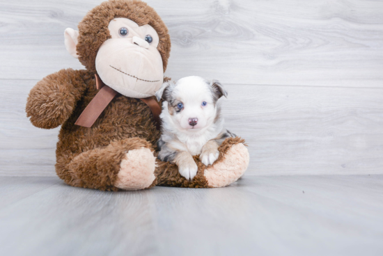 Akc Registered Mini Aussie Purebred Pup