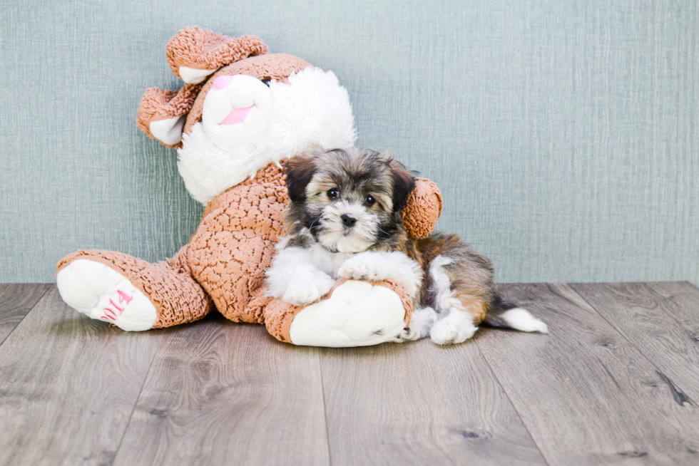 Adorable Havanese Purebred Puppy