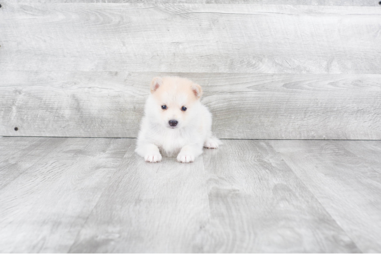 Energetic Mini Husky Designer Puppy