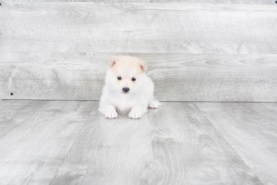 Energetic Mini Husky Designer Puppy