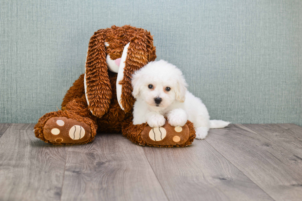 Bichon Frise Pup Being Cute