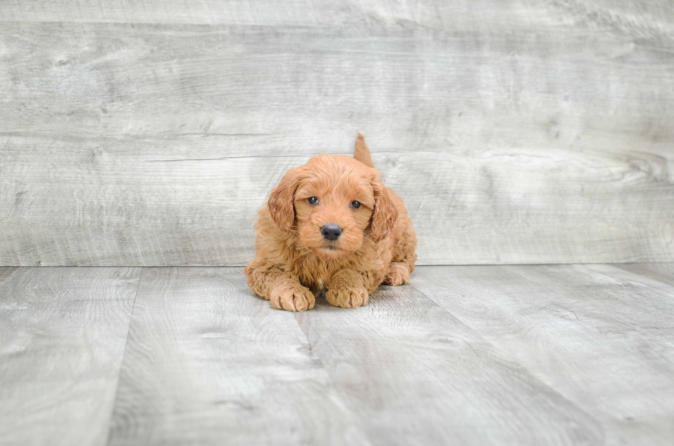 Mini Goldendoodle Pup Being Cute