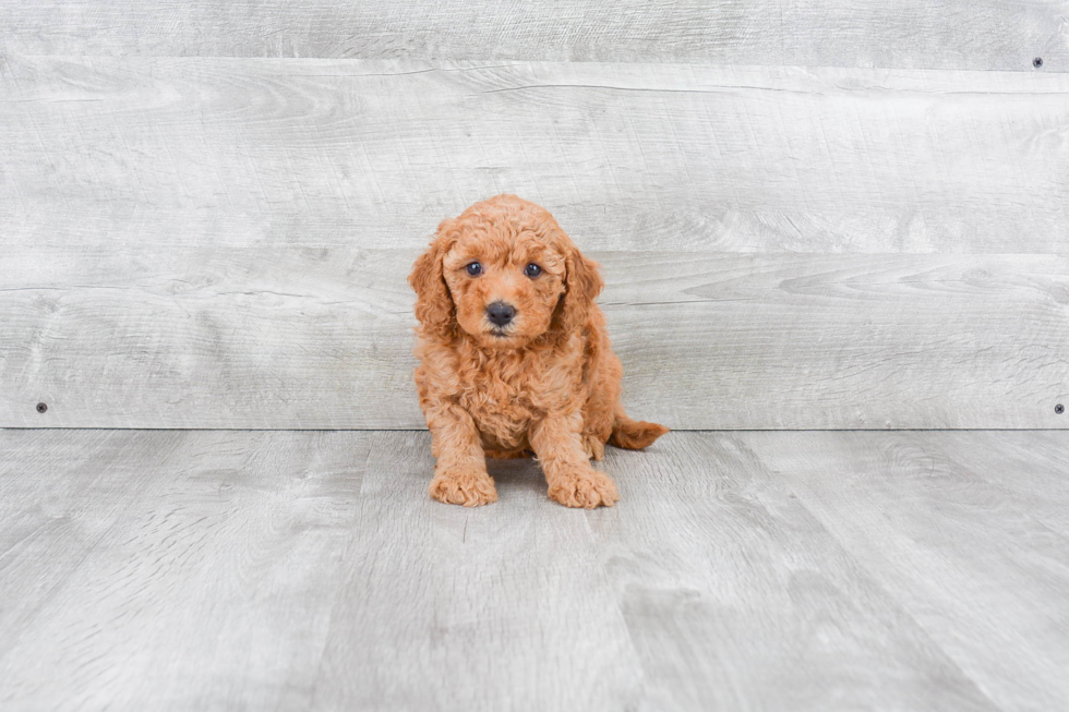 Best Mini Goldendoodle Baby