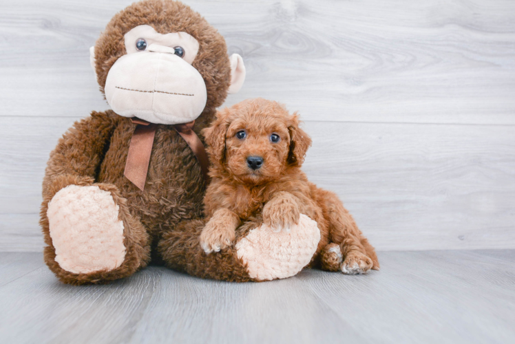 Mini Goldendoodle Puppy for Adoption