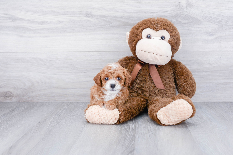 Cavapoo Puppy for Adoption