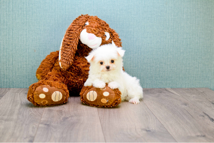 Hypoallergenic Maltipom Designer Puppy