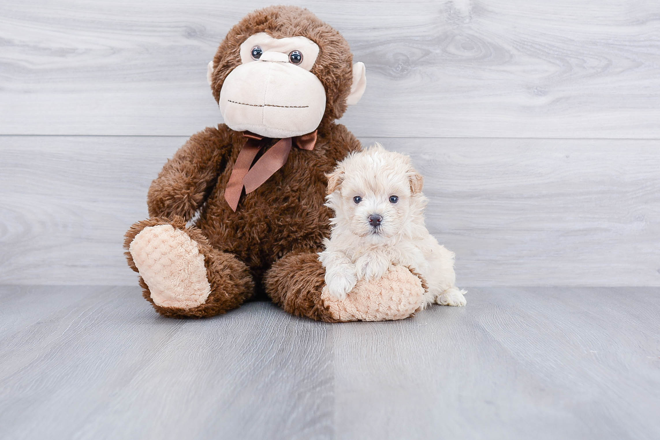 Sweet Maltipoo Baby