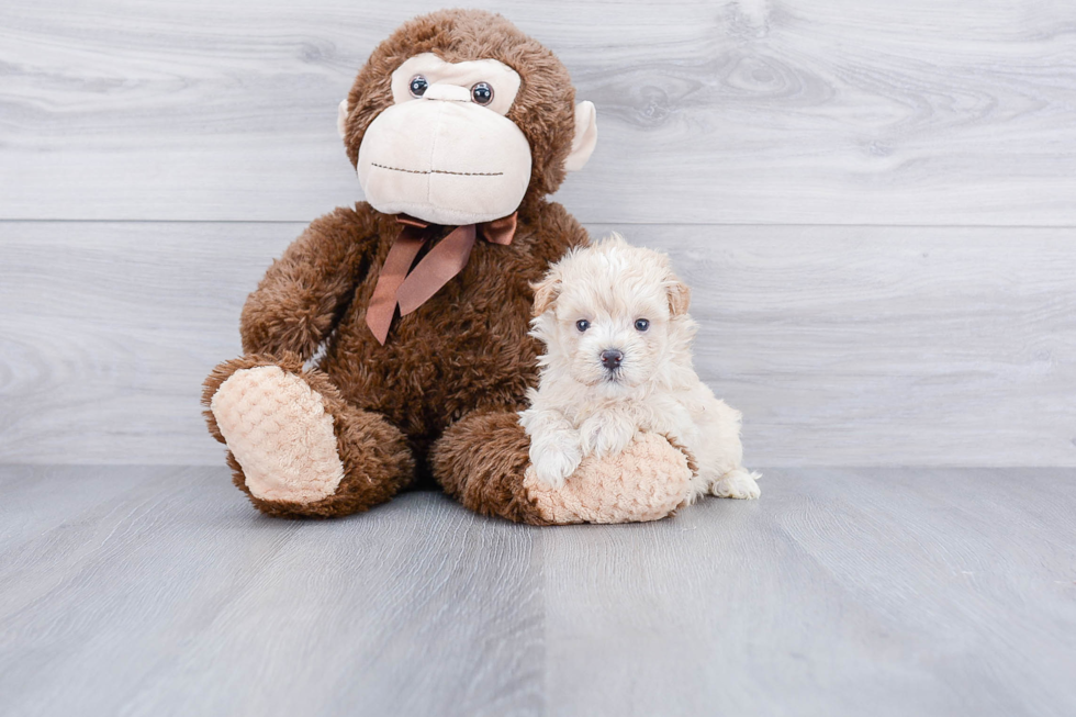 Sweet Maltipoo Baby