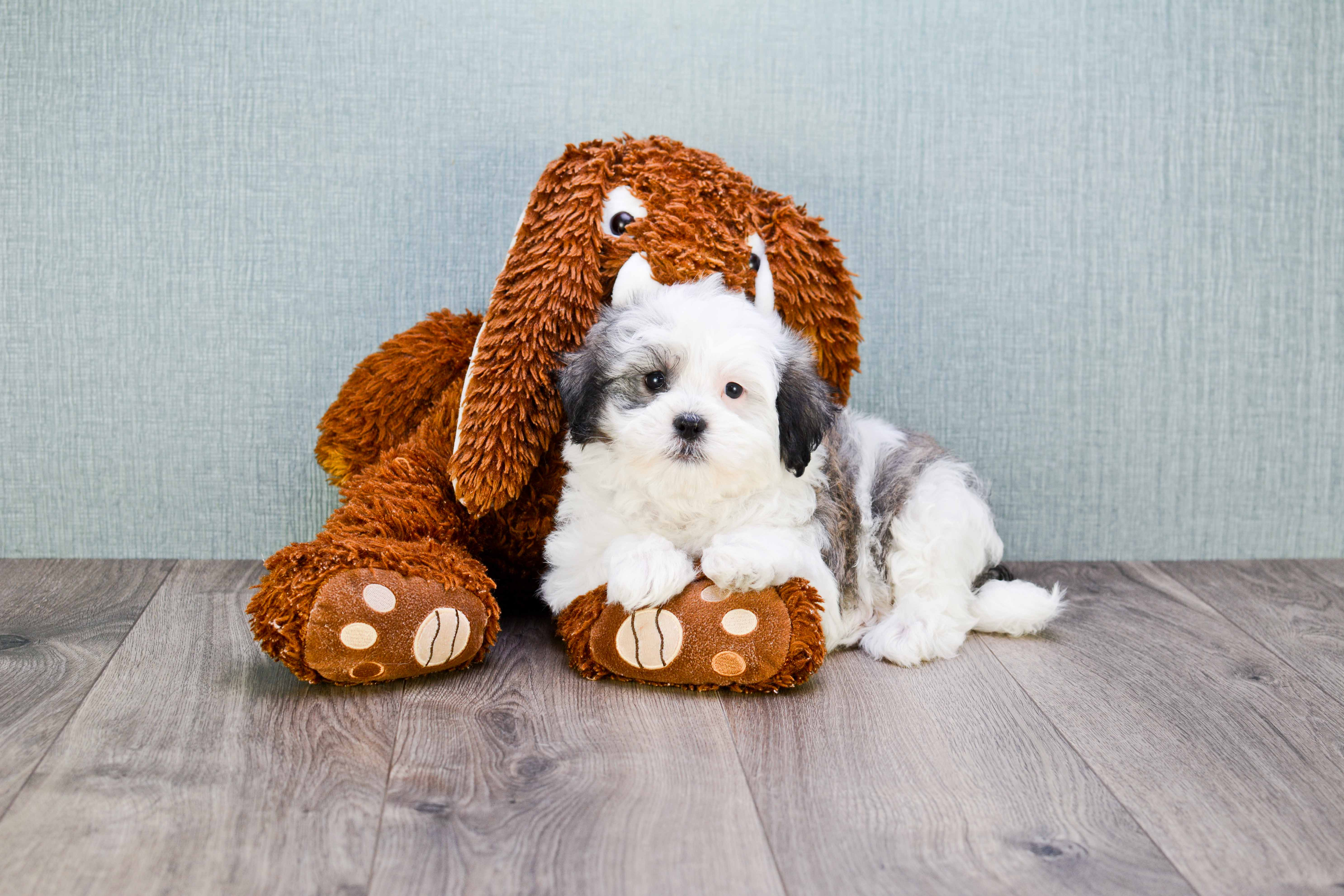 Havanese Pup Being Cute