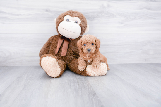 Best Cockapoo Baby