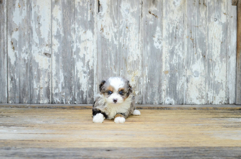 Adorable Aussiepoo Poodle Mix Puppy