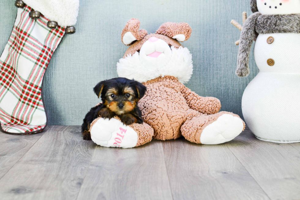 Meet Izzie - our Yorkshire Terrier Puppy Photo 