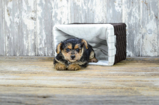 Little Yorkie Doodle Poodle Mix Puppy