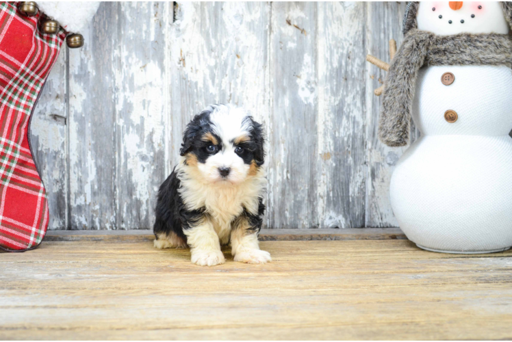 Fluffy Mini Bernedoodle Poodle Mix Pup