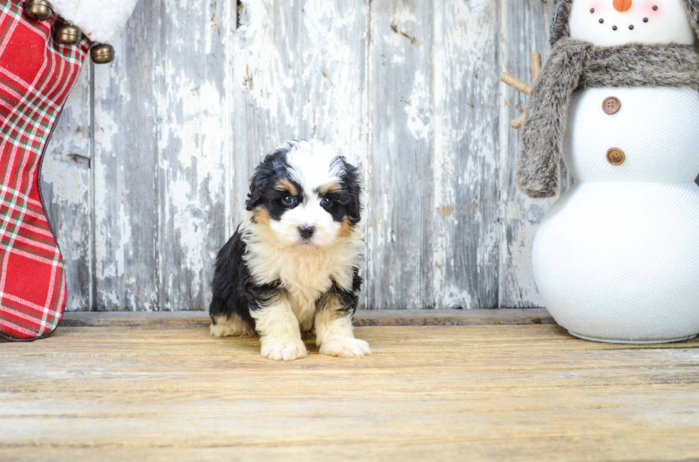 Fluffy Mini Bernedoodle Poodle Mix Pup