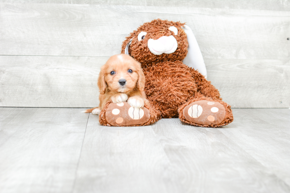 Energetic Cavoodle Poodle Mix Puppy