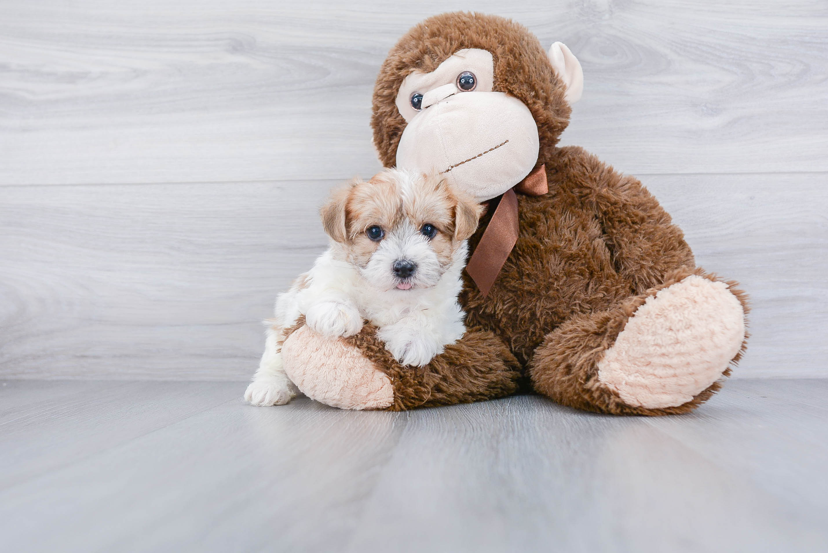 Best Morkie Baby