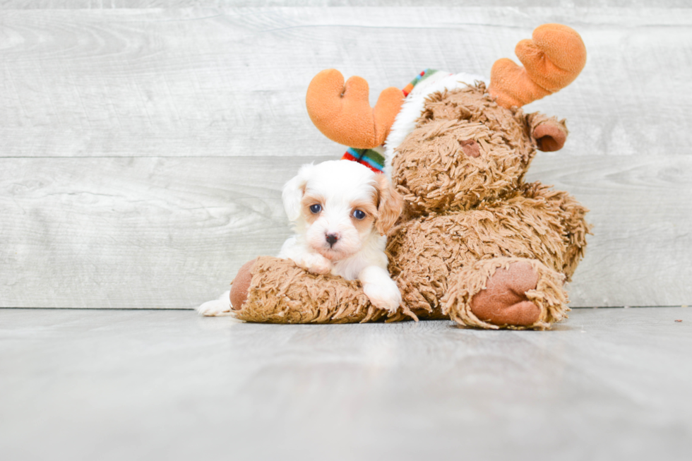 Cavapoo Pup Being Cute