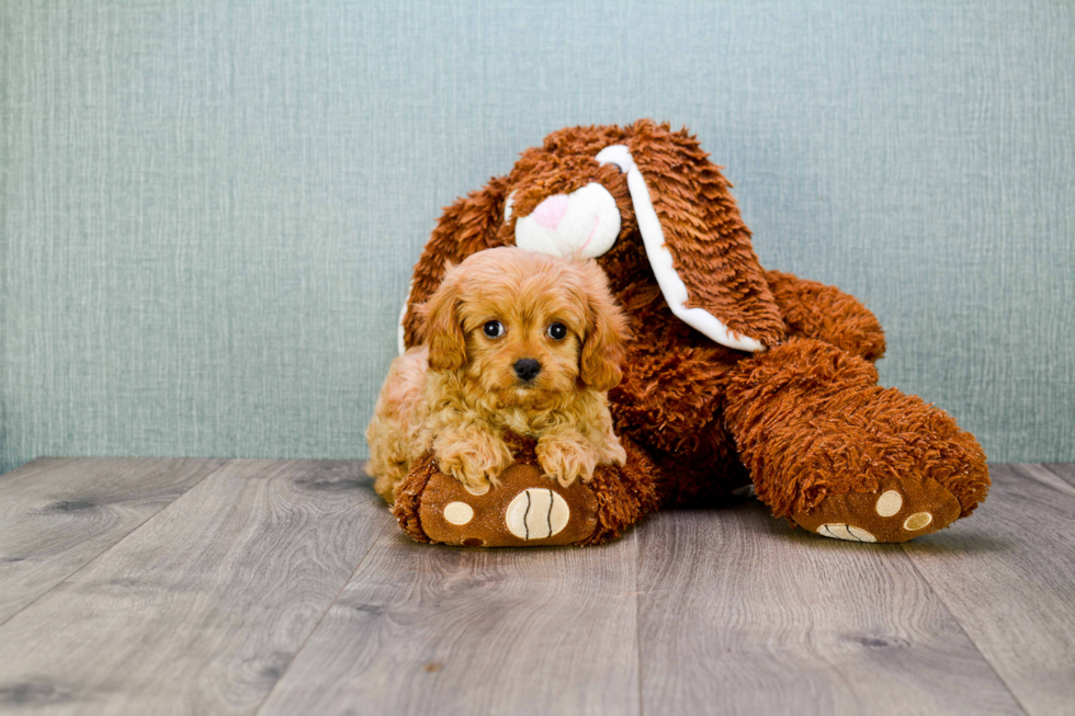 Funny Cavapoo Poodle Mix Pup