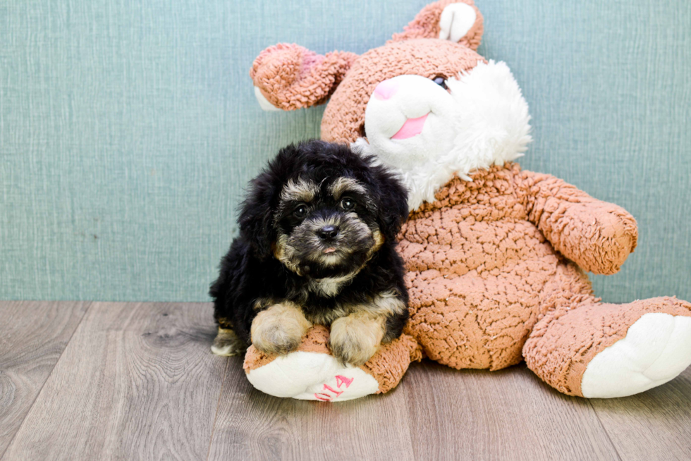 Teddy Bear Puppy for Adoption