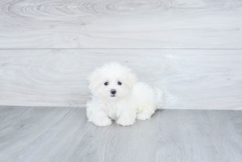 Maltese Pup Being Cute