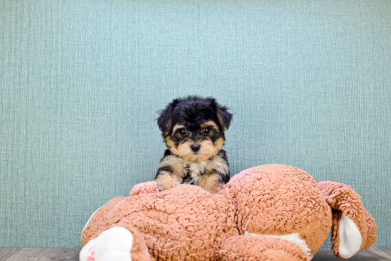 Havanese Pup Being Cute