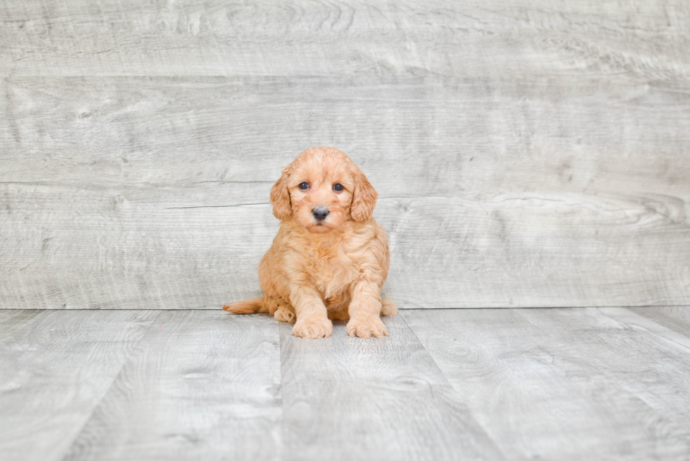 Mini Goldendoodle Pup Being Cute