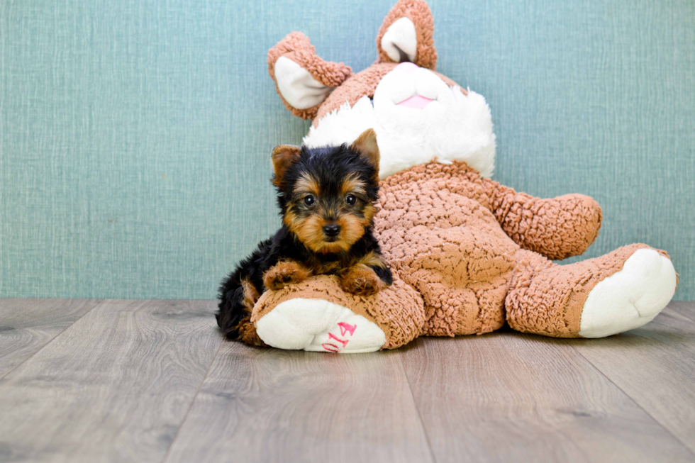 Meet Joey - our Yorkshire Terrier Puppy Photo 