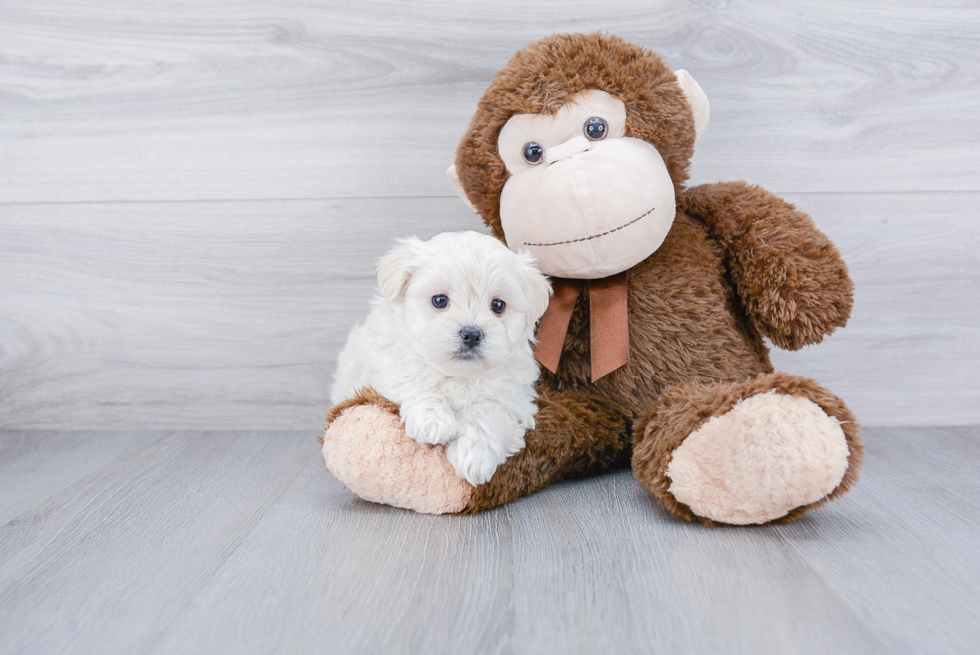 Cute Maltipoo Baby