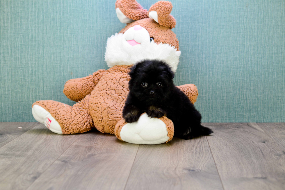 Cute Yorkie Pom Mix Puppy