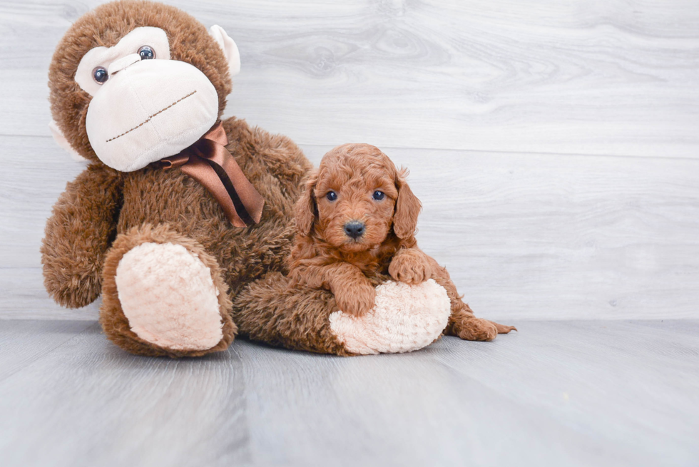 Mini Goldendoodle Puppy for Adoption