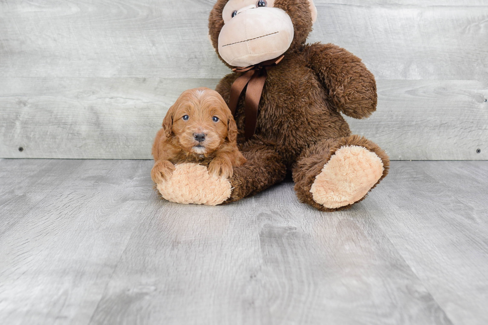 Mini Goldendoodle Pup Being Cute