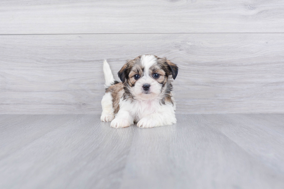 Energetic Shichon Designer Puppy